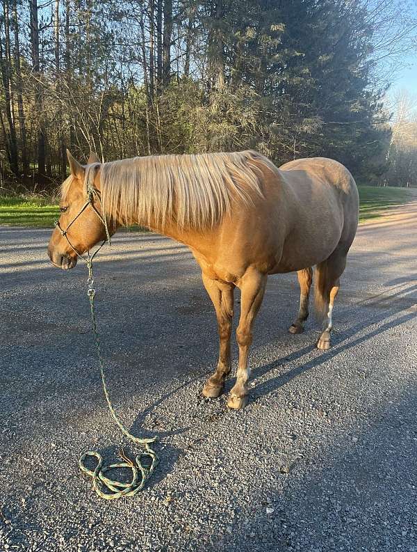 quarter-horse-gelding