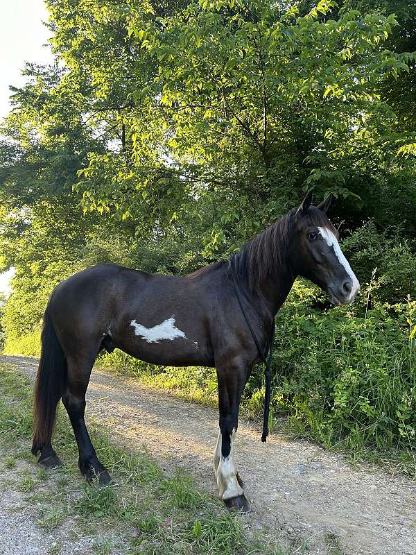 all-around-draft-horse