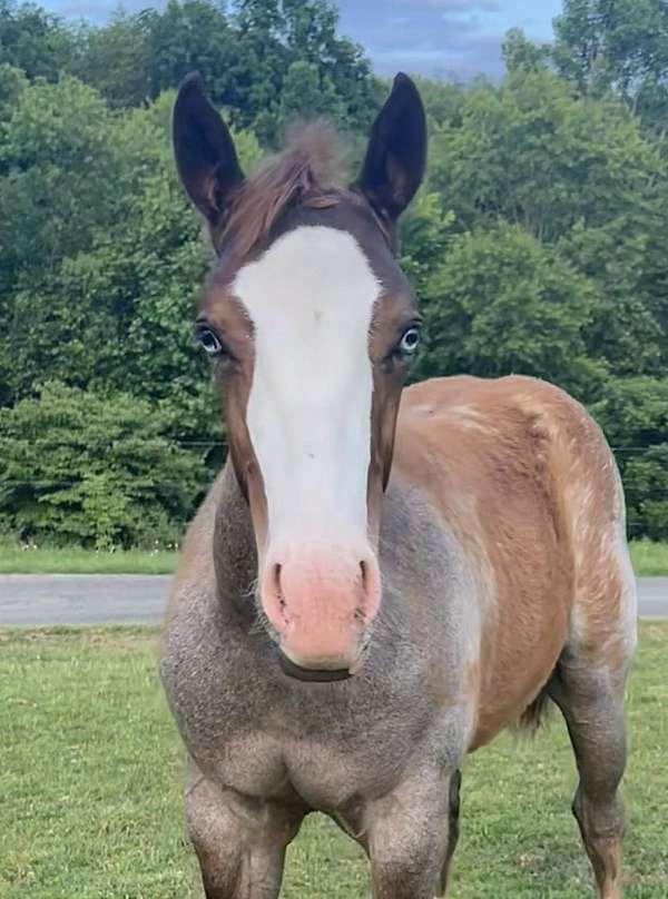 red-roan-four-socks-horse