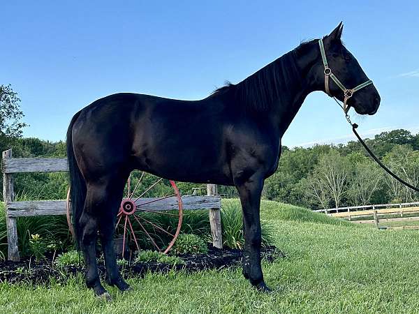 black-driving-trail-riding-horse