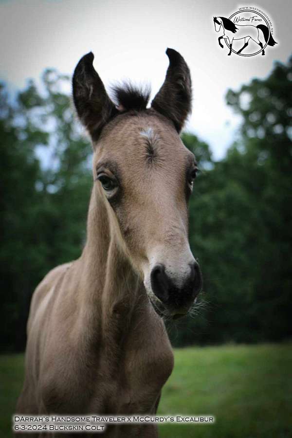 perlino-field-trial-horse