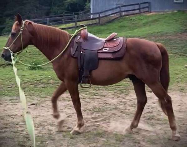 belgian-morgan-horse