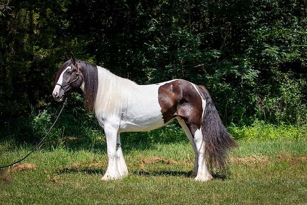 family-safe-quarter-horse