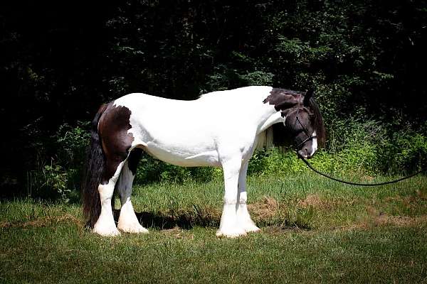 grulla-po-horse