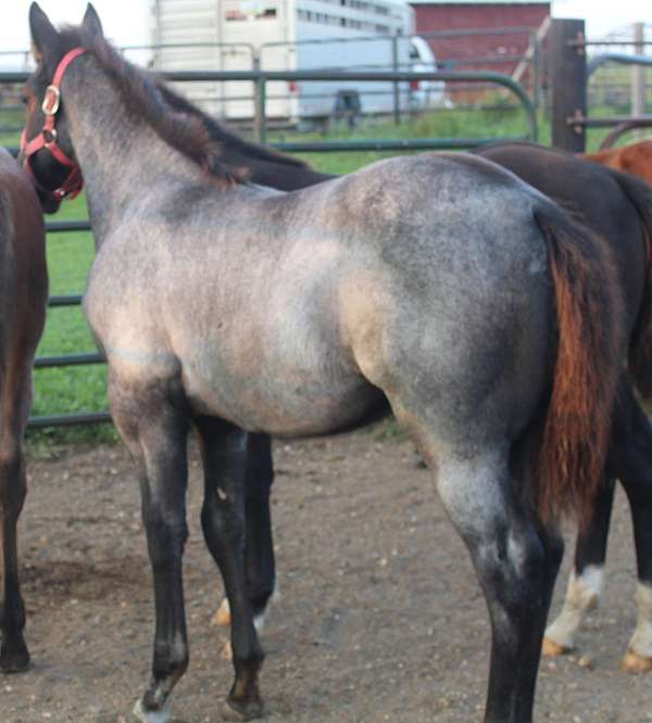 double-bred-colt