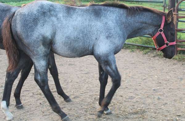 blue-roan-hind-pastern-horse