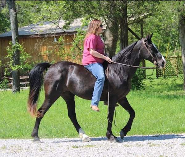 black-see-pics-horse