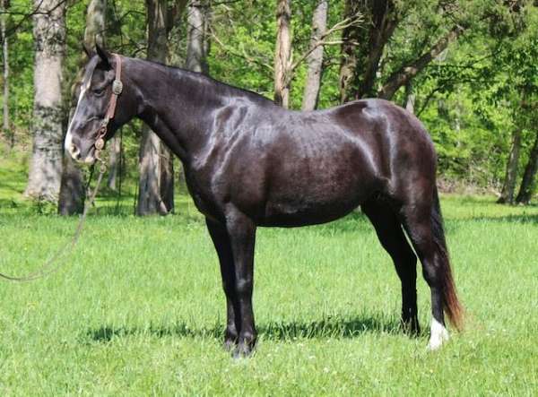 flashy-kentucky-mountain-horse