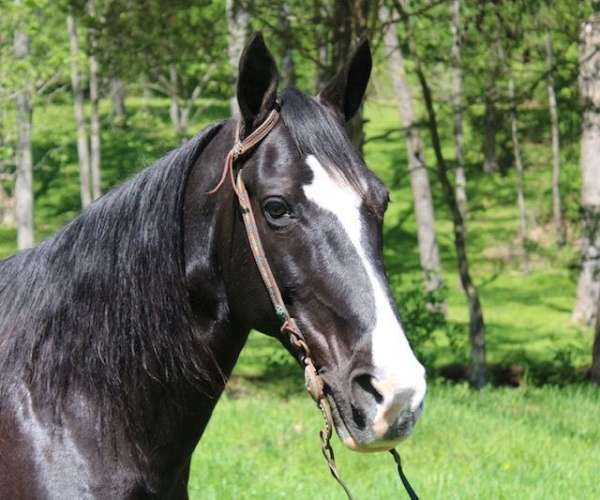 family-kentucky-mountain-horse