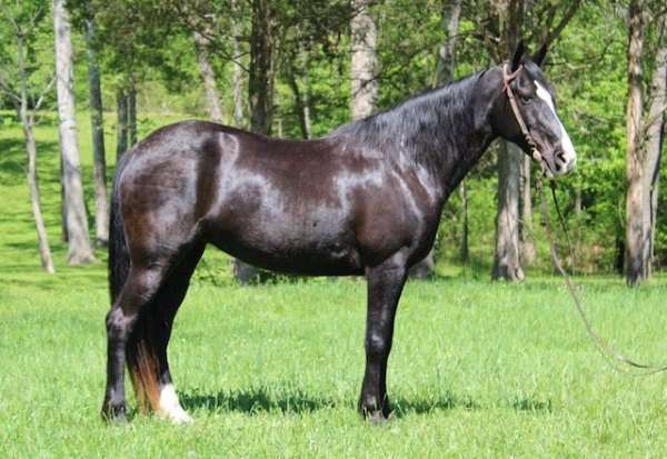 trail-kentucky-mountain-horse