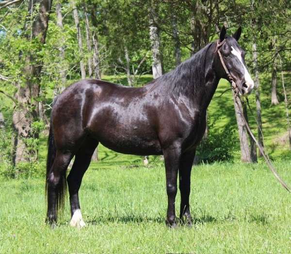 all-around-kentucky-mountain-horse