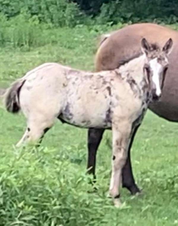 stripe-with-snip-horse