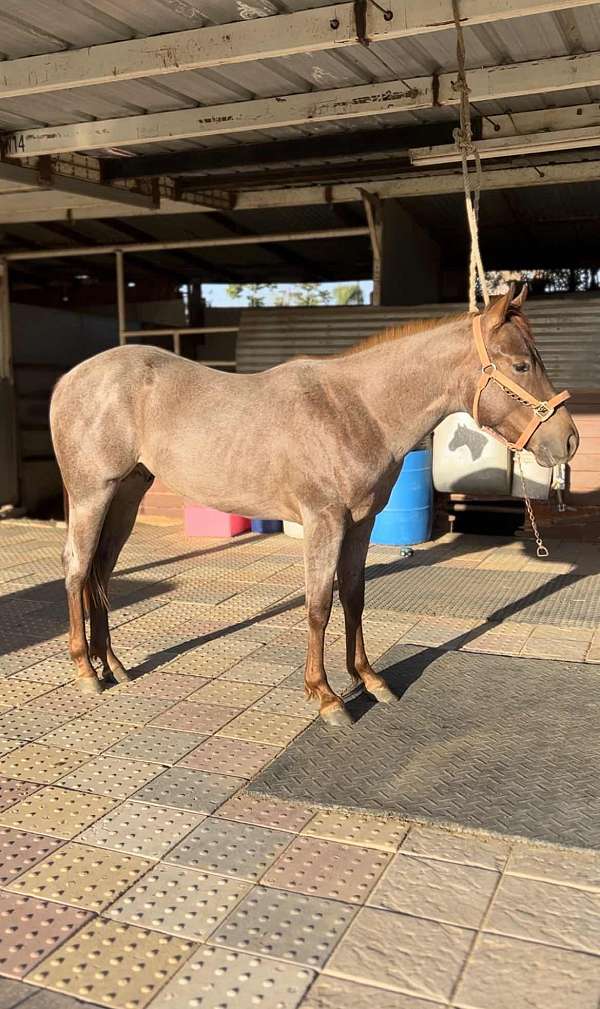 red-roan-quarter-horse-colt