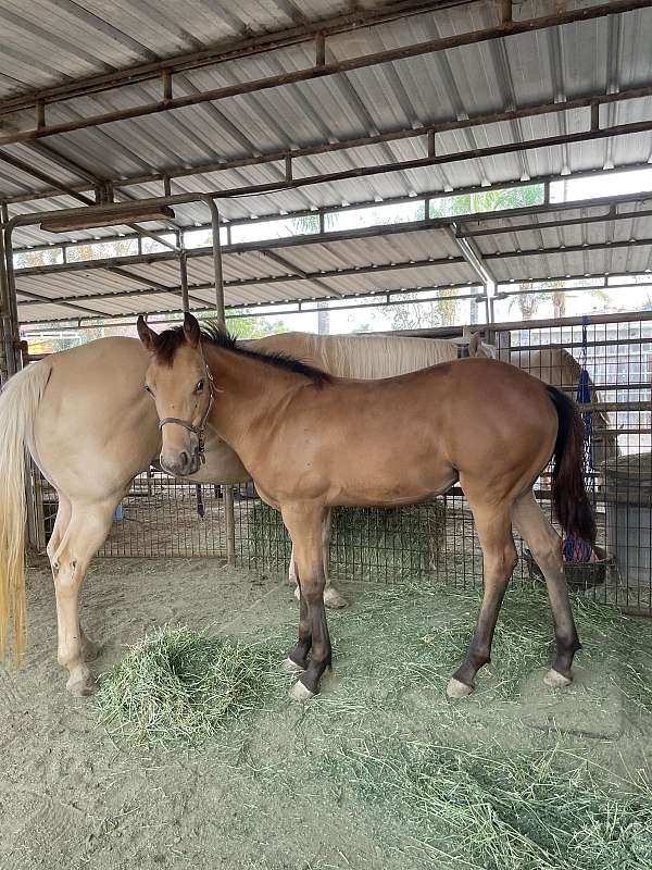 7-hand-friesian-horse