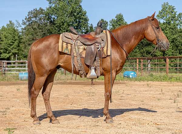 sorrel-quarter-horse-gelding