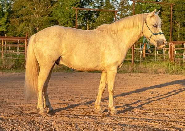 heel-palomino-pony