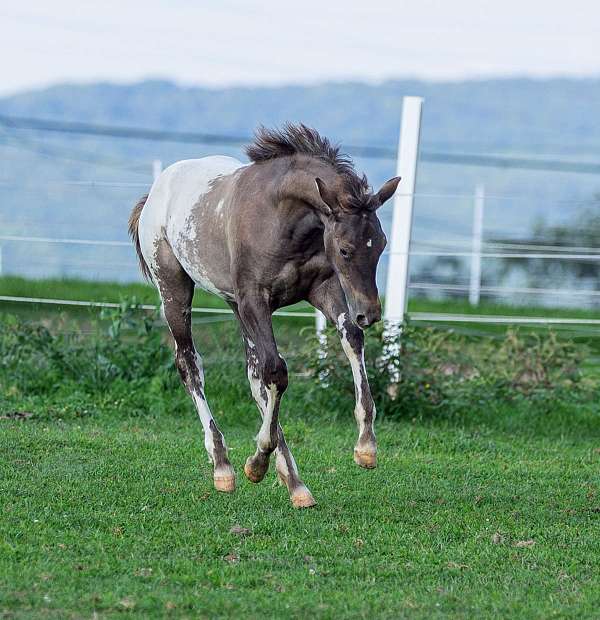 lighting-marks-horse