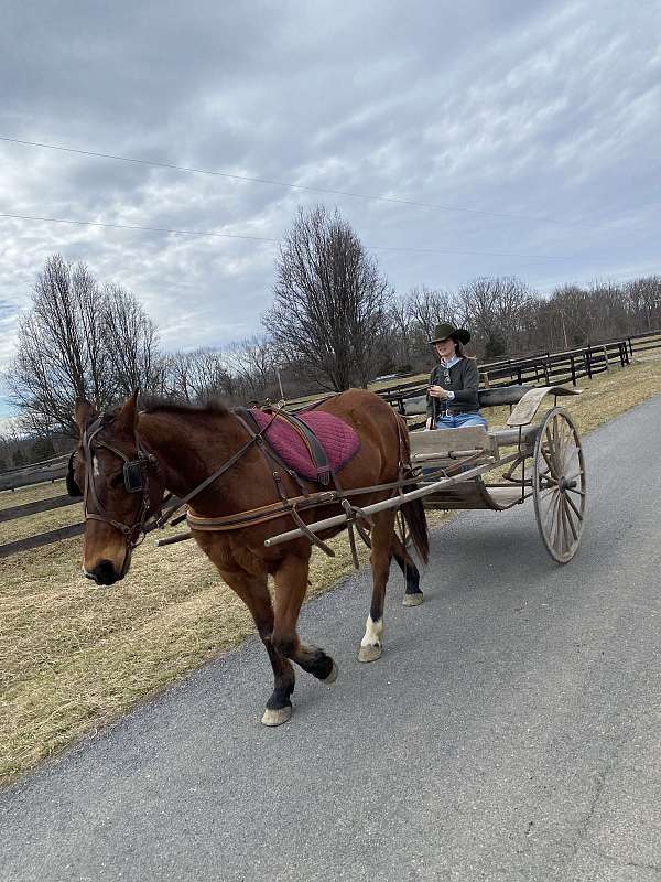 quarter-horse-gelding