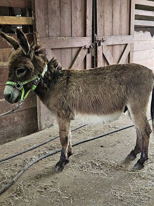 jack-miniature-donkey