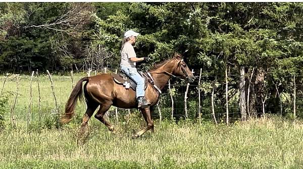 intermediate-rider-an-up-missouri-fox-trotter-horse