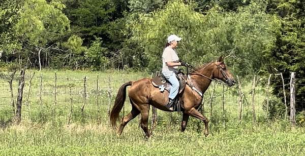 slbr-missouri-fox-trotter-mare