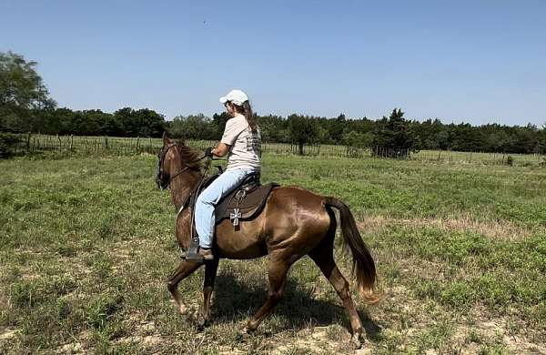 collected-missouri-fox-trotter-horse