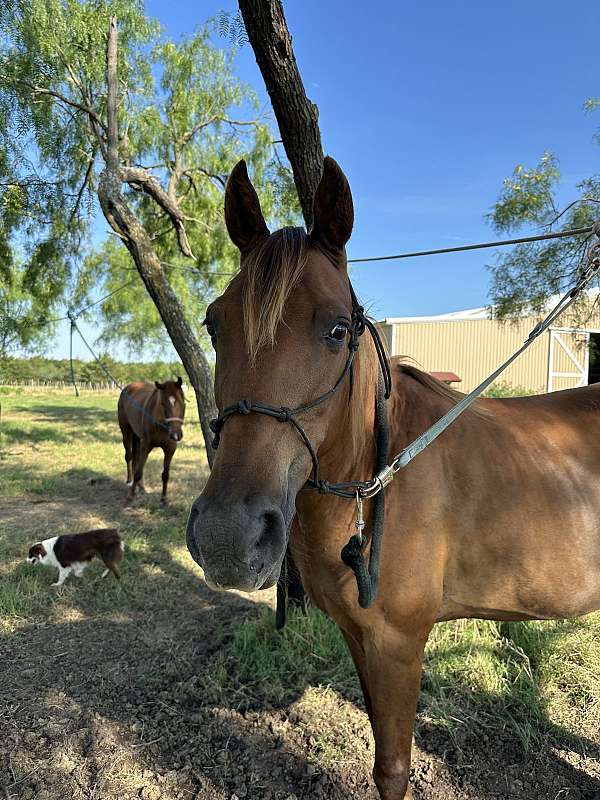 experience-rider-missouri-fox-trotter-horse