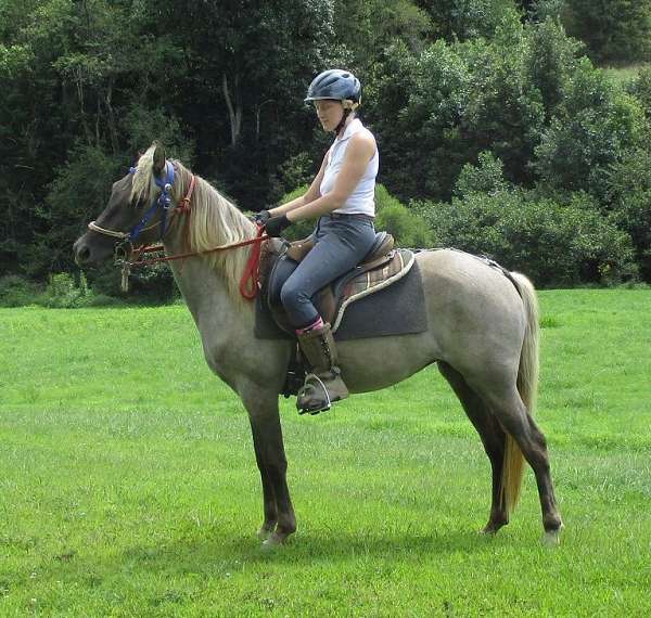 faint-star-hind-pastern-horse