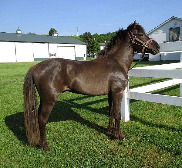 icelandic-stallion-horse