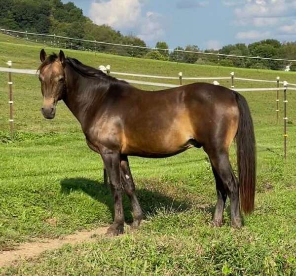 rocky-mountain-stallion-horse