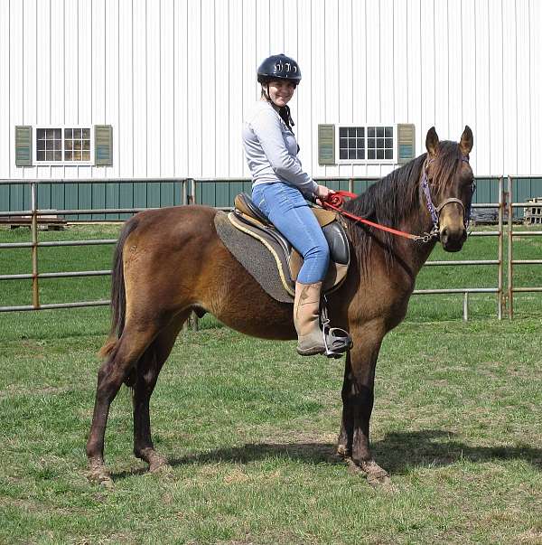 certified-to-breed-rocky-mountain-horse