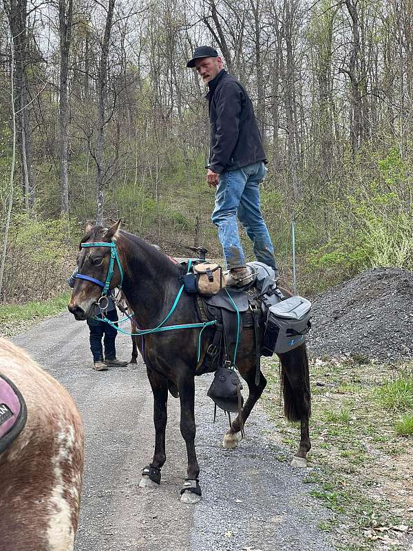 good-with-farrier-rocky-mountain-horse