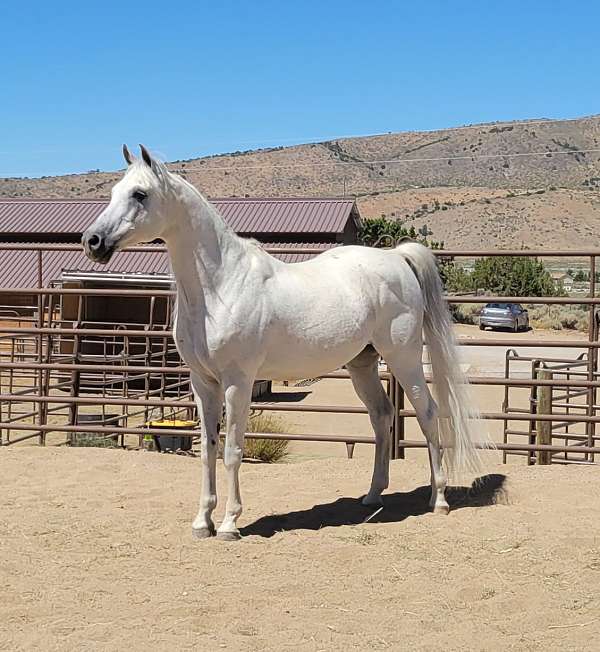 all-around-arabian-horse