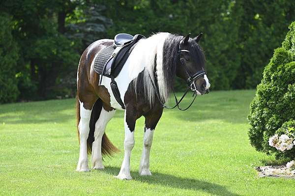 dressage-gypsy-vanner-horse