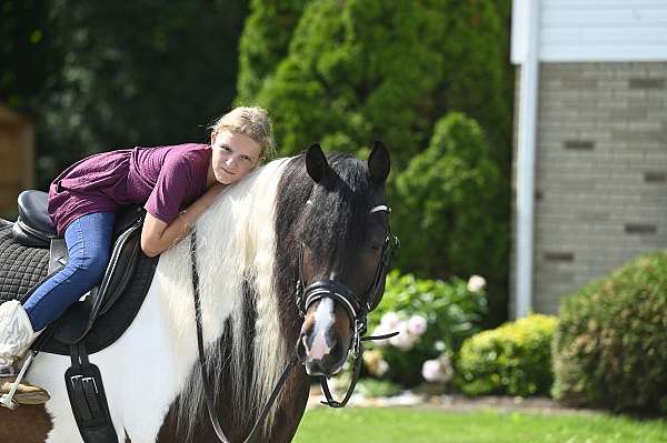 equitation-gypsy-vanner-horse