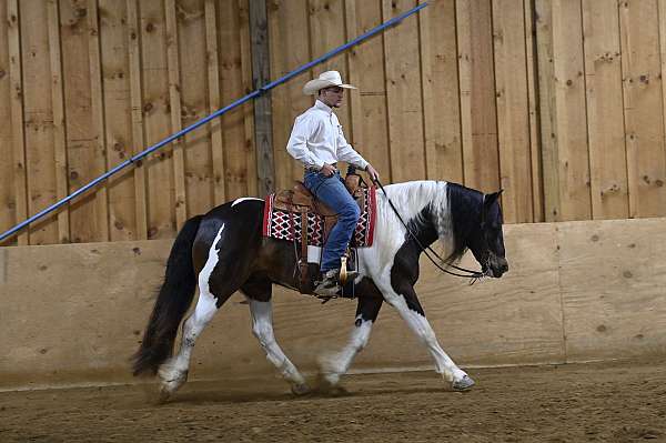 husband-safe-gypsy-vanner-horse