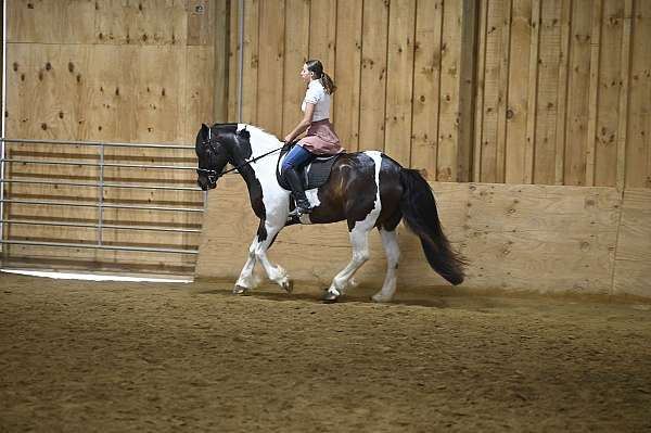 field-hunter-gypsy-vanner-horse