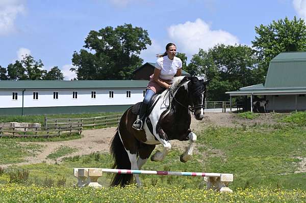 lesson-gypsy-vanner-horse