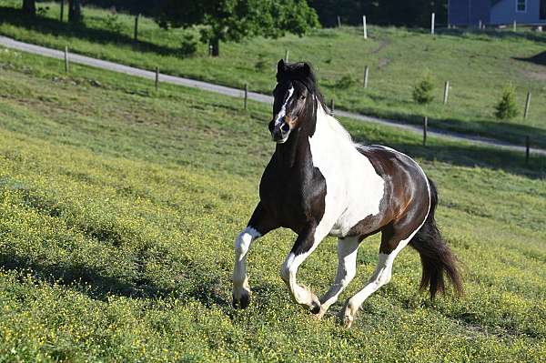 kid-safe-gypsy-vanner-horse