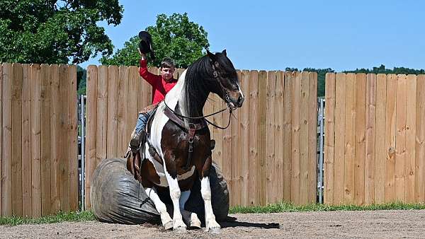 playday-gypsy-vanner-horse