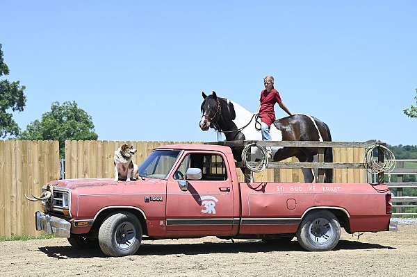 performance-gypsy-vanner-horse