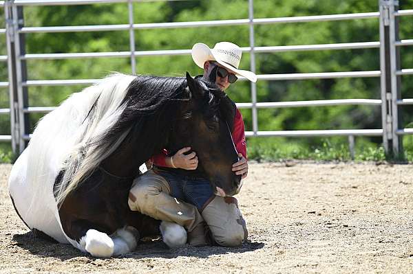 ranch-versatility-gypsy-vanner-horse