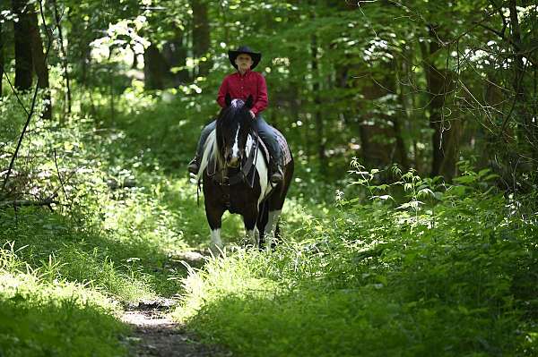 trail-riding-gypsy-vanner-horse