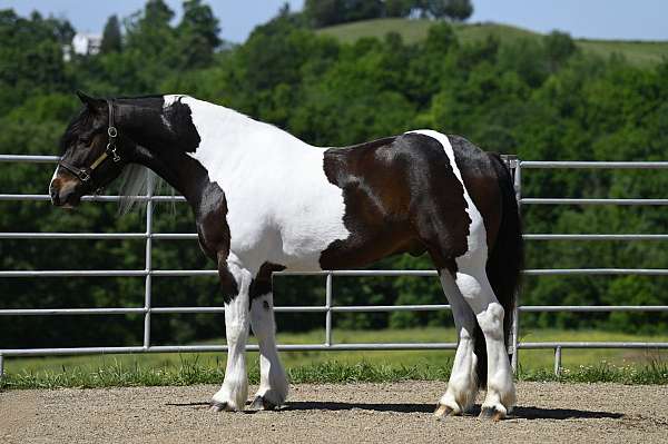 trail-class-competition-gypsy-vanner-horse