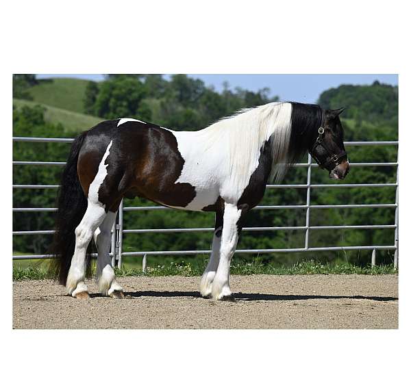 all-around-gypsy-vanner-horse