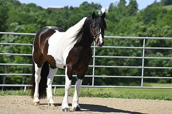 english-pleasure-gypsy-vanner-horse