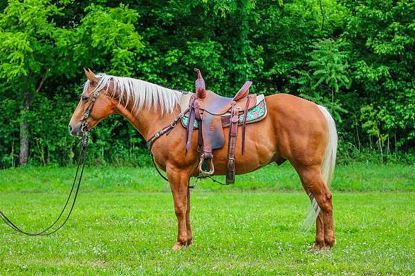 all-around-quarter-horse