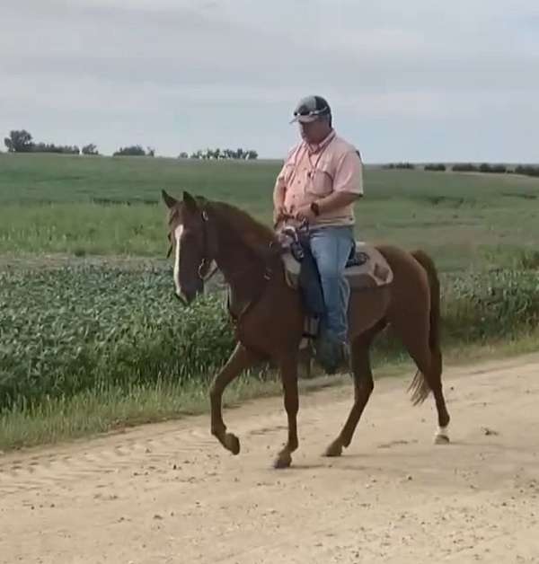 athletic-tennessee-walking-horse