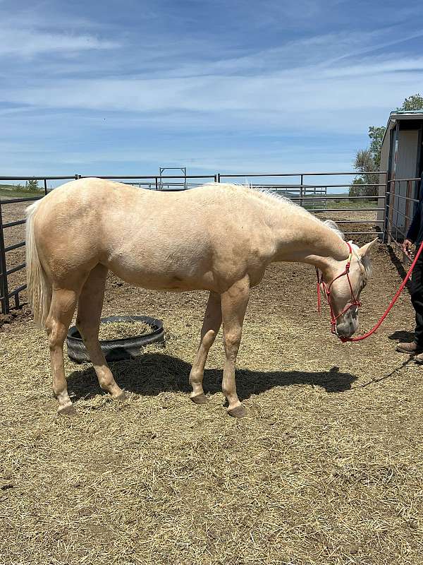 cattle-ranch-filly