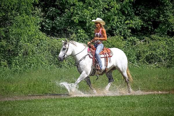 rodeo-queen-percheron-horse